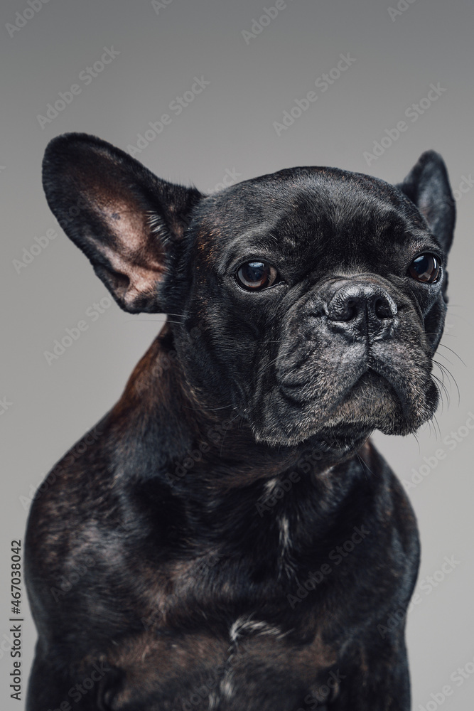 Headshot of french bulldog with black fur against gray background Headshot of french bulldog with black fur against gray background