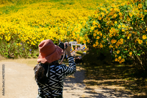 Young woman taking a photo Landscape​ Yellow​ flowers​ on​ the​ Mountain, Thung Bua​ Tong​ or​ wild​ sunflower​s​ on​ Doi​ Mae​ U-Kho​ in​ Mae​ Hong Son,Thailand