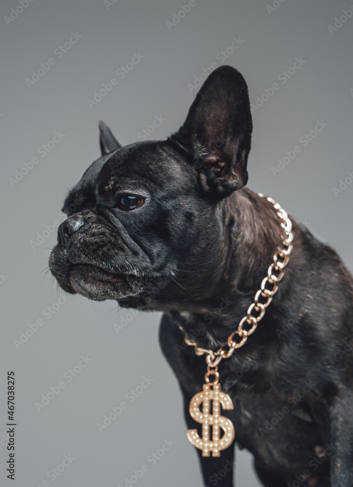 Stylish small bulldog with golden dollar chain and black fur
