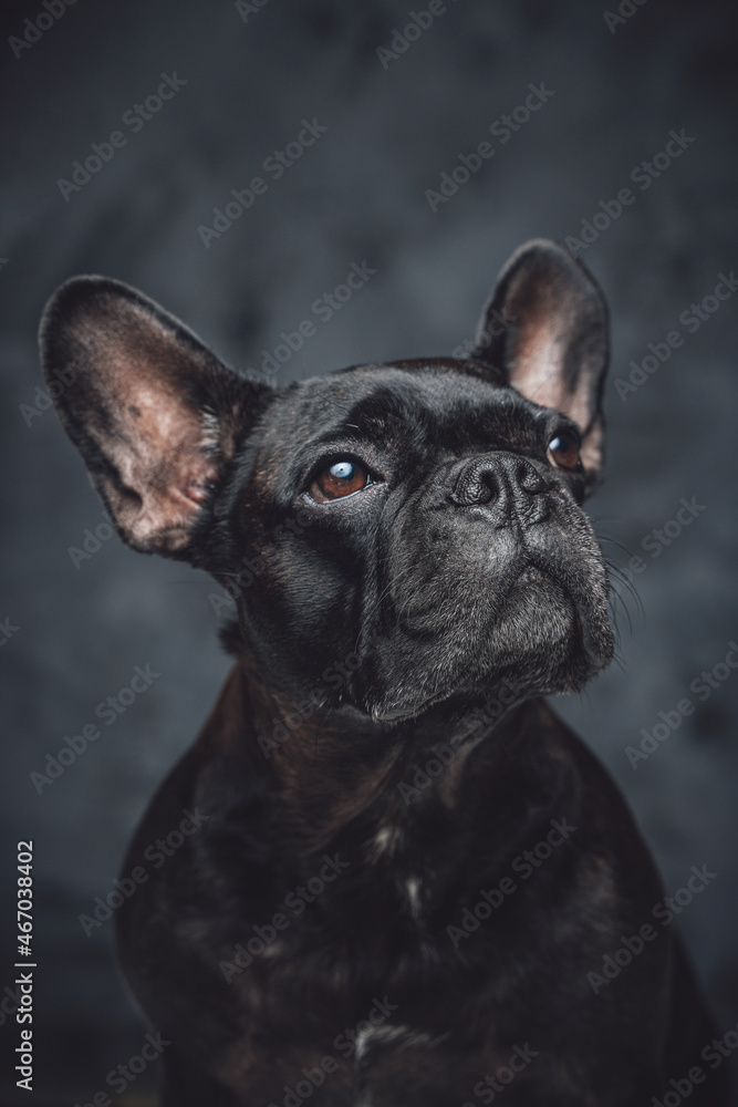 Purebred black french bulldog posing against dark background