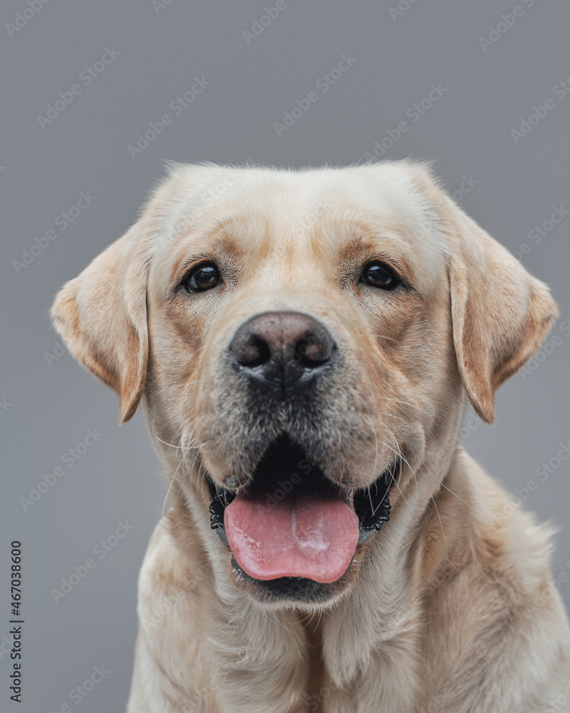 Joyful beige labrador retriever dog against gray background