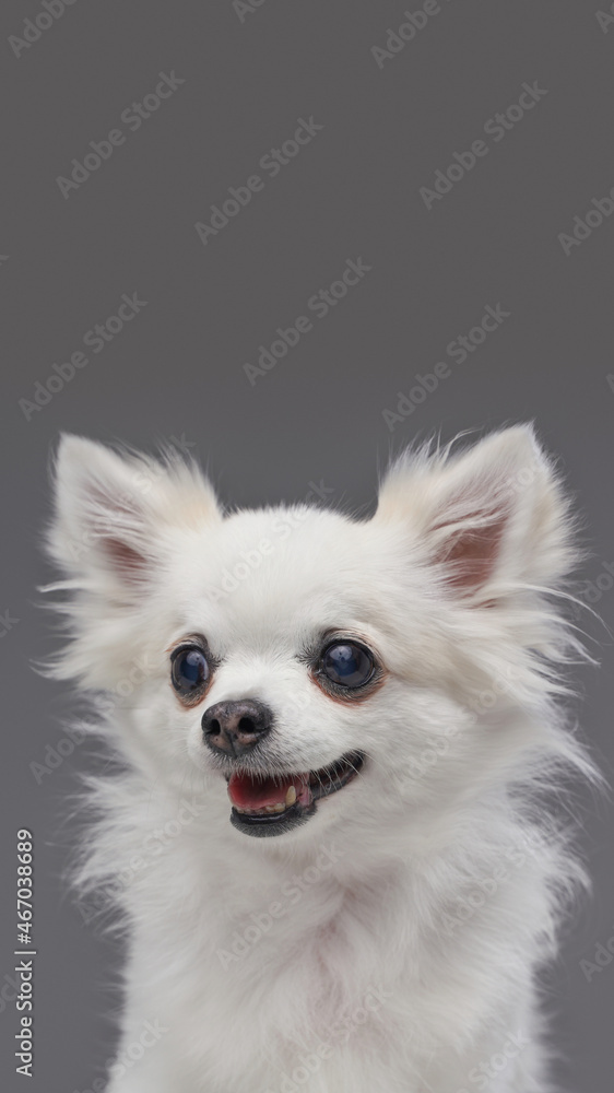 Cheerful fluffy doggy with pure white fur looking at camera Cheerful fluffy doggy with pure white fur looking at camera