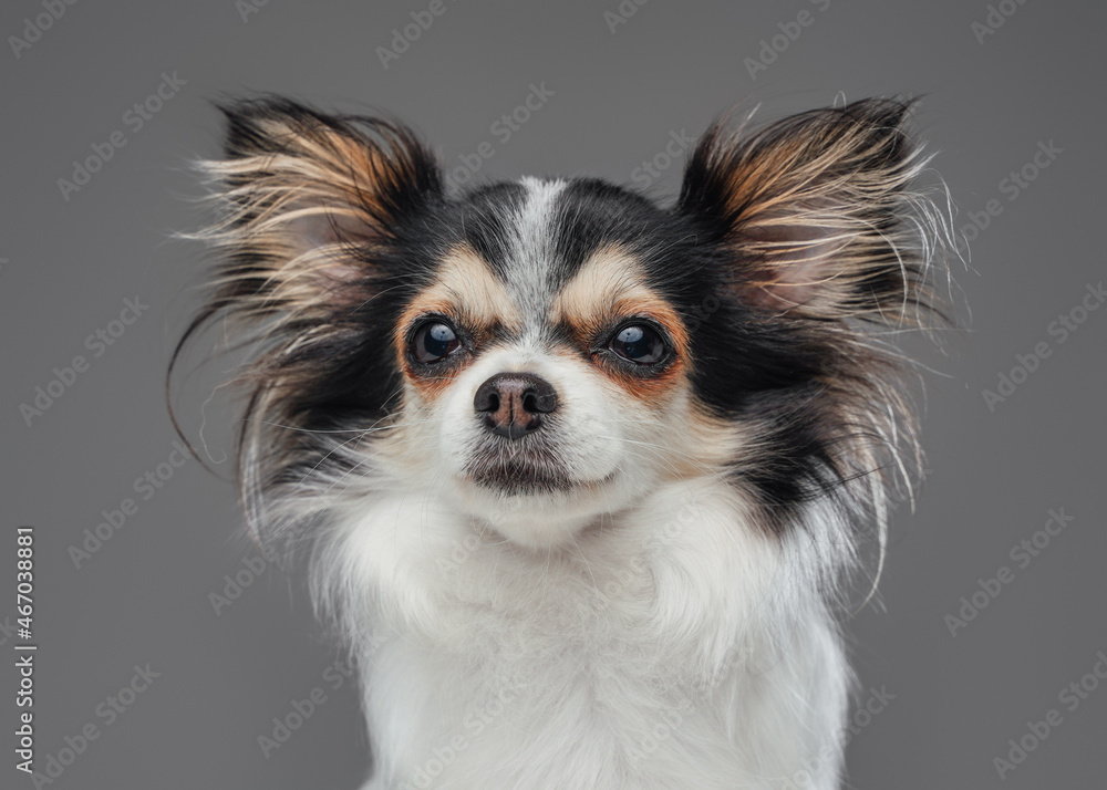 Cute canine pet pomeranian chihuahua breed with fluffy fur