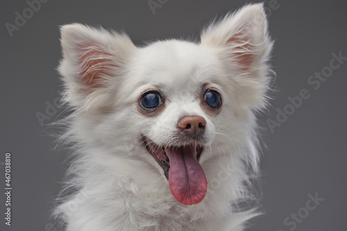 Joyful cute canine animal with white fluffy fur