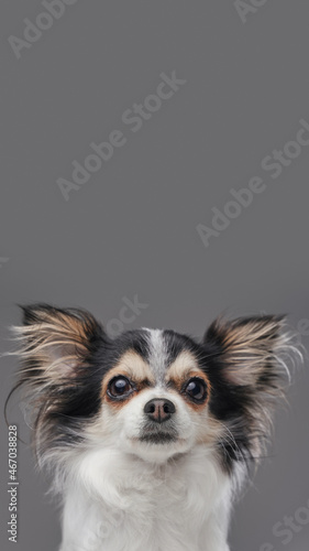 Cute canine pet pomeranian chihuahua breed with fluffy fur © Fxquadro