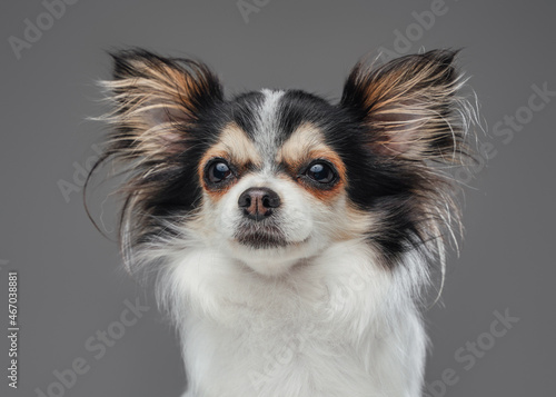 Cute canine pet pomeranian chihuahua breed with fluffy fur