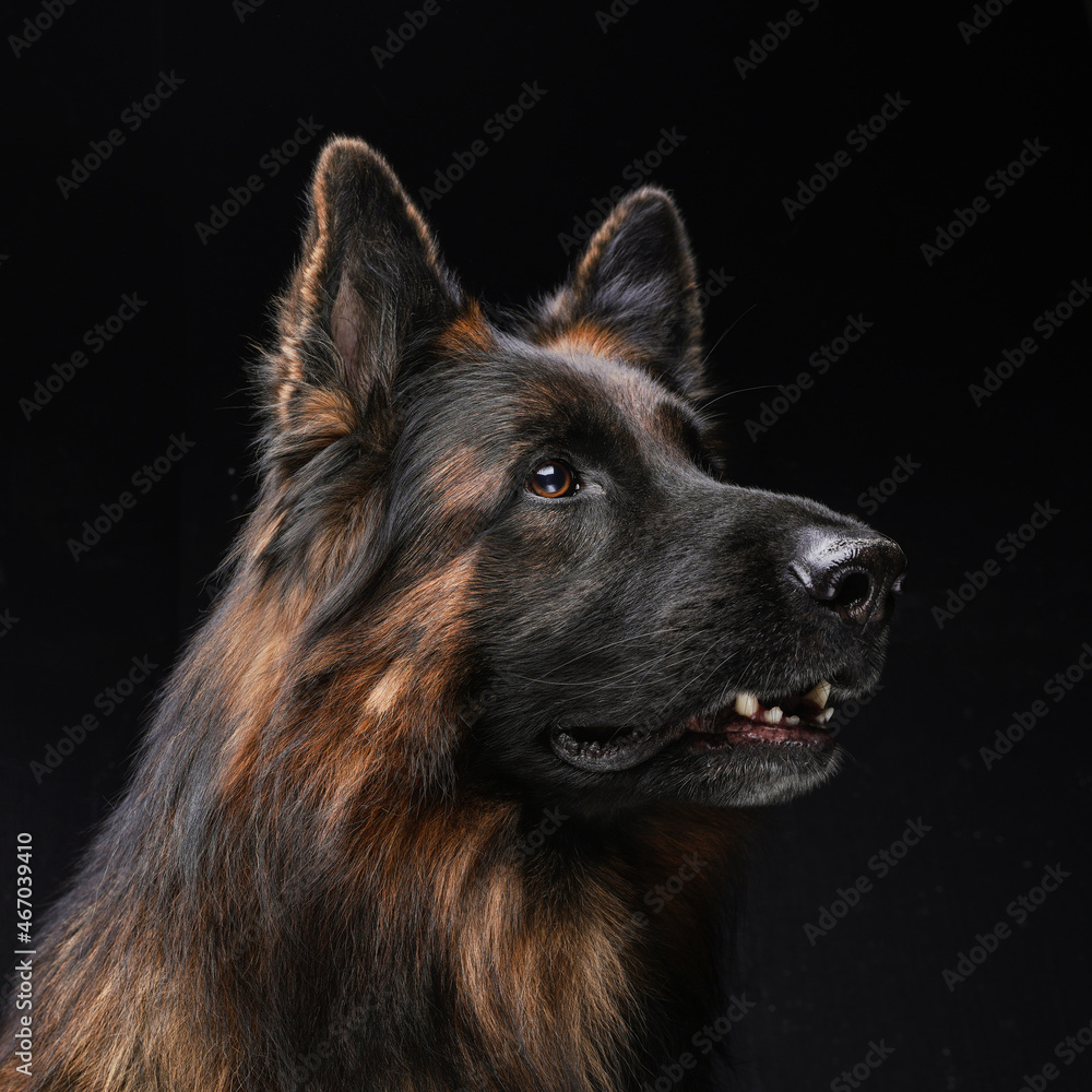 Beautiful belgian guard dog with dark brown fur Beautiful belgian guard dog with dark brown fur