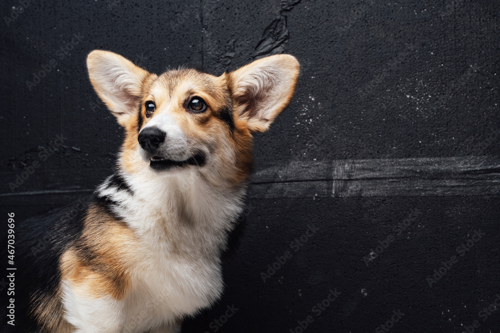 Obraz premium Portrait of welsh corgi doggy against dark wall