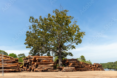 Stack of logs extracted from an area of ​​Brazilian Amazon rainforest.