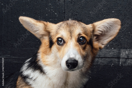 Cheerful pedigreed corgi dog with long ears against dark wall
