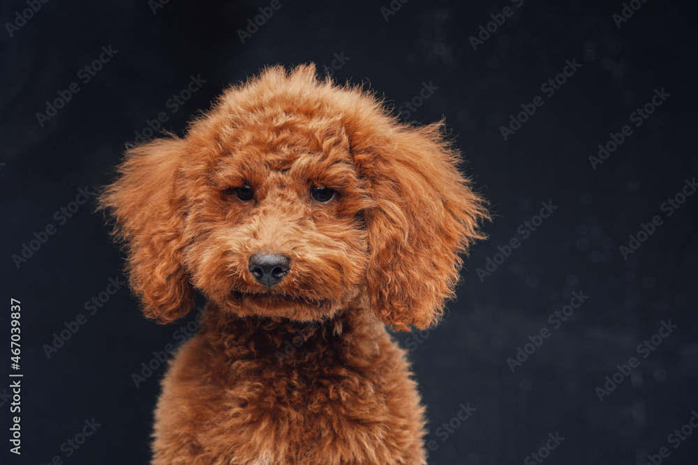 Fototapeta premium Cute miniature poodle with peach fur against dark background