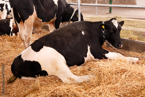 Cows in agricultural farm