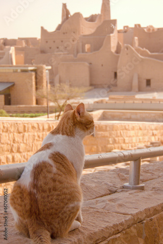 Cat looking at heritage in Diriyah, Saudi Arabia photo