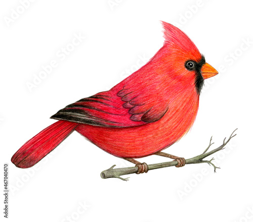 Billede på lærred Red cardinal bird hand drawn illustration