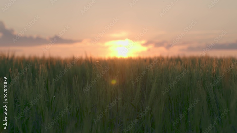 green wheat field sunset sky, agriculture, crop cultivation field, agricultural bread production, rye growing land soil plantations, working garden farm, clean ecology, business ranch, grain growth