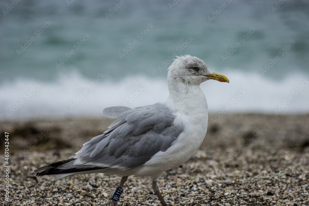 Teenage Seagull Teenage Seagull
