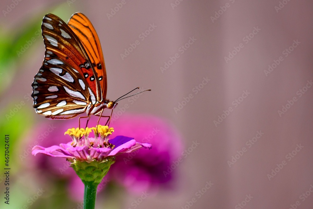 Obraz premium butterfly on flower