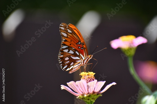 butterfly on flower