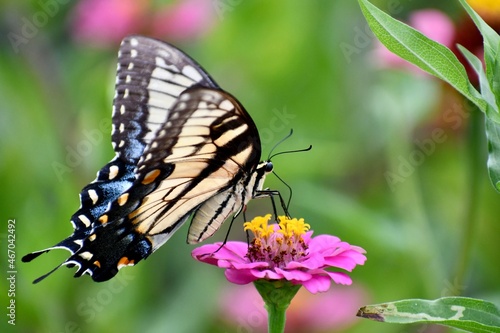 Giant swallowtail butterfly on a pink flower © jlmcanally