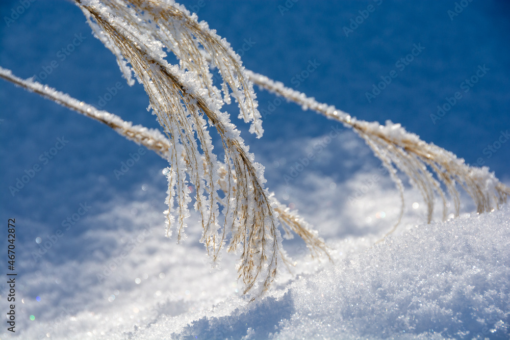 冬のススキの穂に付いた雪と霧氷
冬のススキの穂に付いた雪と霧氷