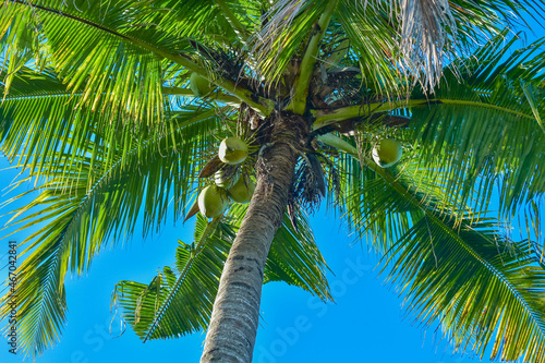 single coconut palm tree in bright blue sky