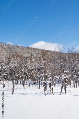 雪に覆われた青い池 美瑛町 