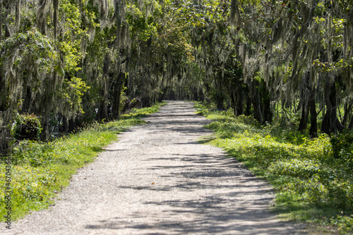 footpath in the park photo