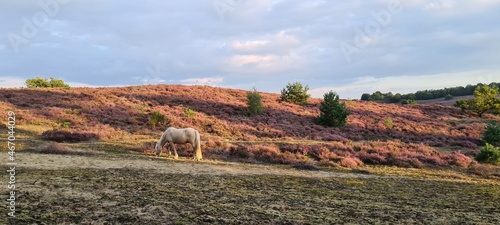 Icelandic horse at the Posbank.