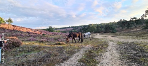 Icelandic horse at the Posbank.