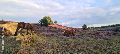 Icelandic horse at the Posbank.