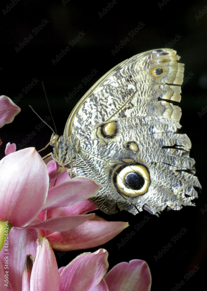 Fototapeta premium Cream Owl Butterfly called Caligo