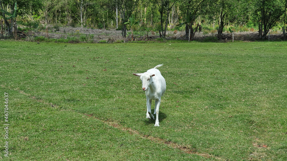 Beautiful white goat running in the field. Beautiful white goat running in the field.