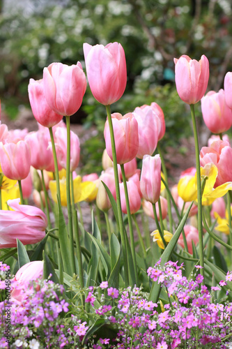 Pretty Pink Tulips in Spring at Araluen Botanic Park, Perth Western Australia photo