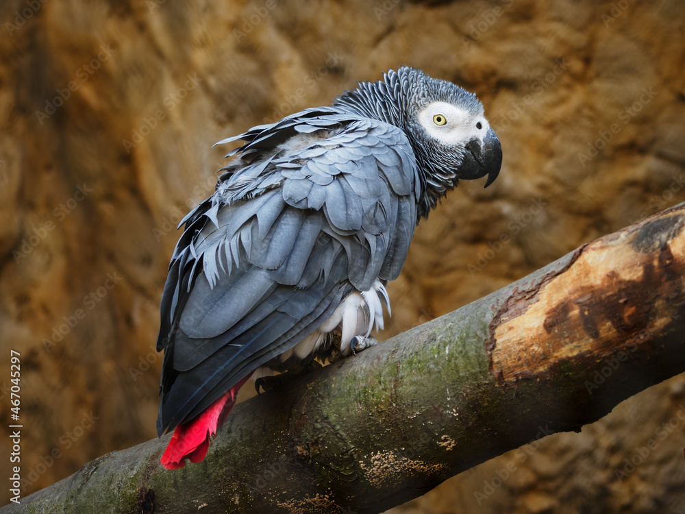 Fototapeta premium Gray parrot on a branch with a red tail.