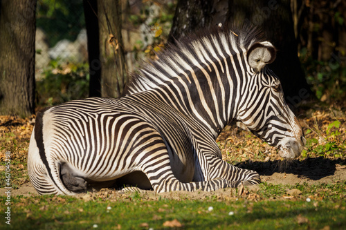 Zebra sitting on the ground.
