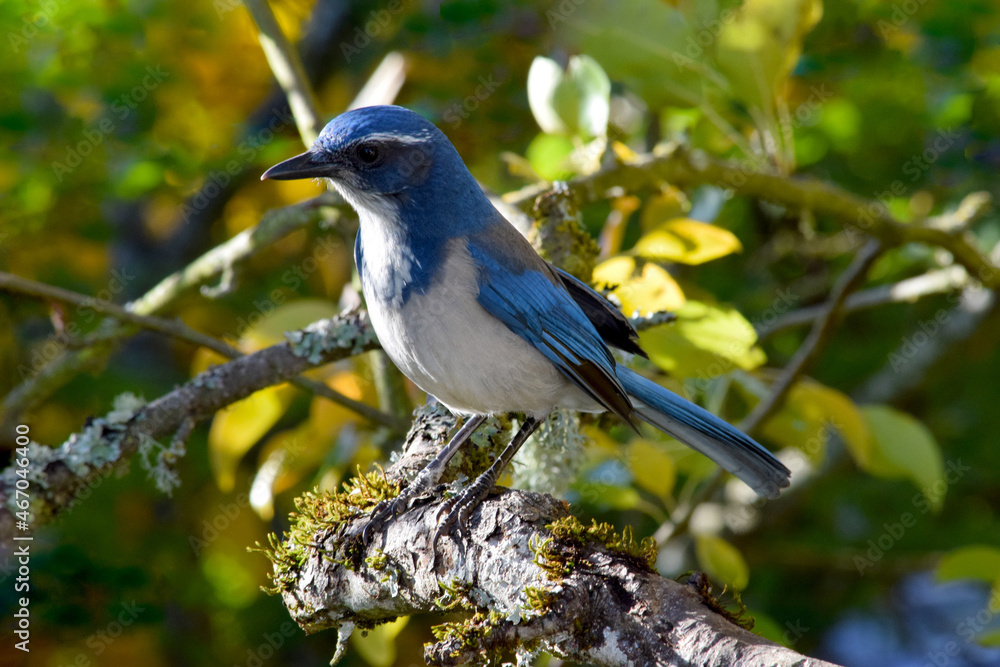 Fototapeta premium Blue Jay in Tree 02