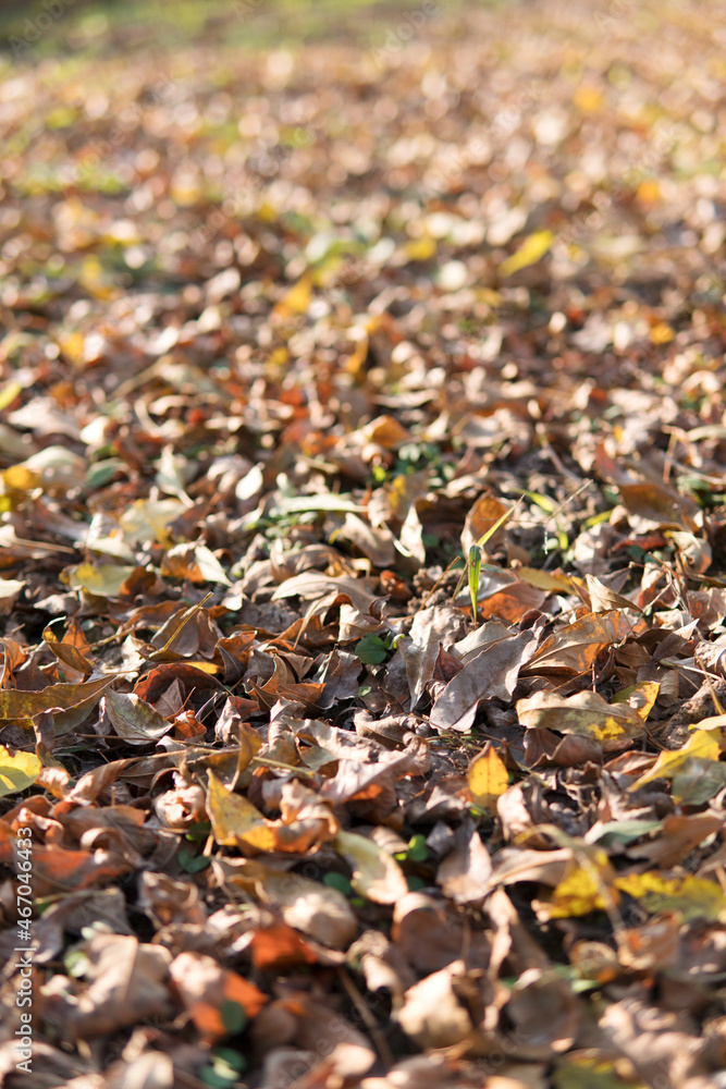Thick dry leaves on the ground in autumn