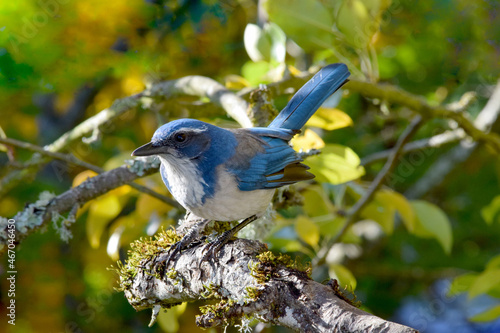 Blue Jay in Tree 06 photo