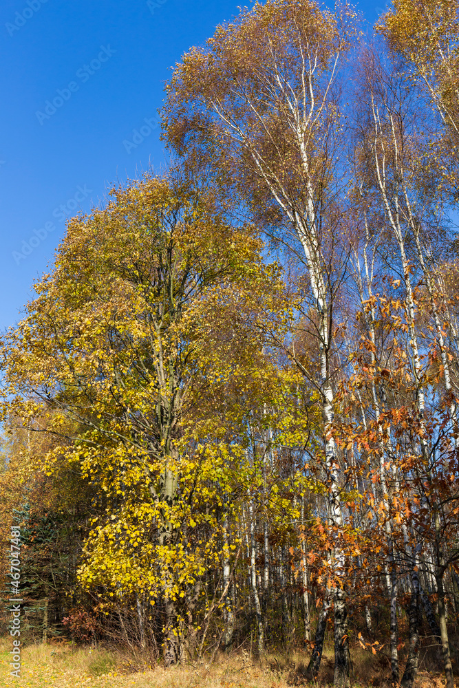 Beautiful autumn Nature and Landscape in the sandstone Mountains in the north Bohemia, Elbe sandstone, protected Landscape Area, Czech Republic