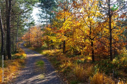 Beautiful autumn Nature and Landscape in the sandstone Mountains in the north Bohemia  Elbe sandstone  protected Landscape Area  Czech Republic