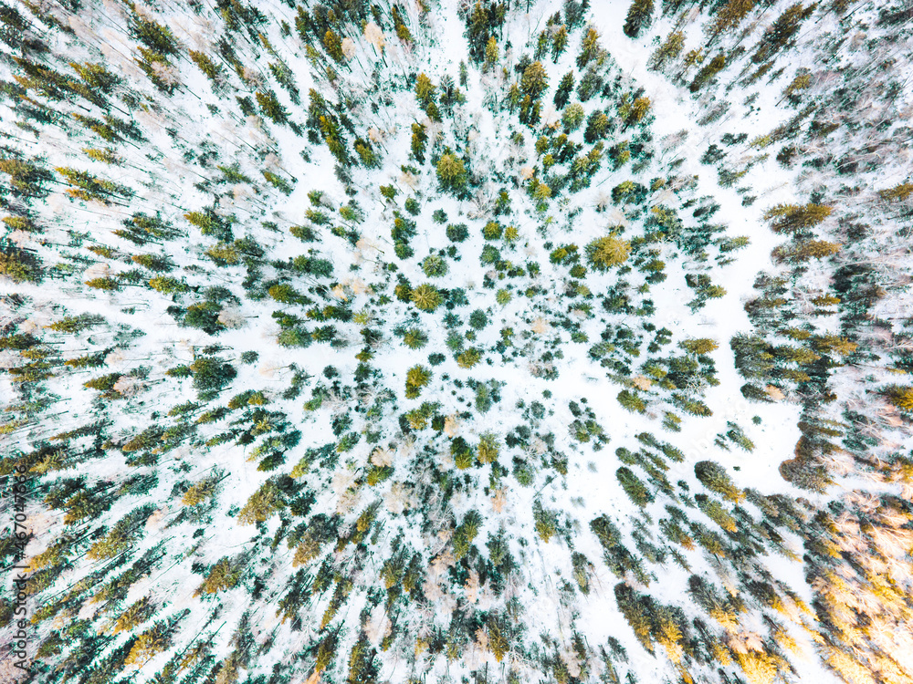 Fotografie Snowy forrest captured from above with a drone