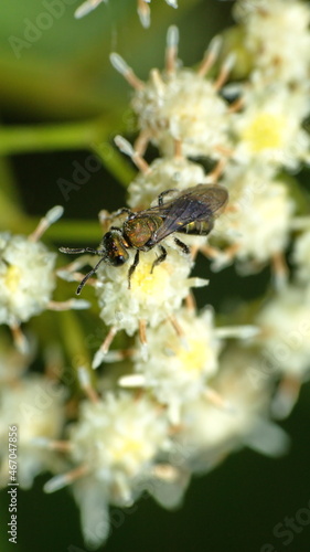 Small gold bee on a cluster of white wildflowers in Cotacachi, Ecuador © Angela