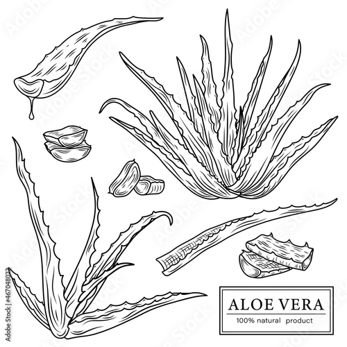 Sketch of aloe vera elements. Vector silhouettes of botanical plant. Realistic icons set use for a logo, label creation, cosmetic products advertisement or for a banner, poster design.