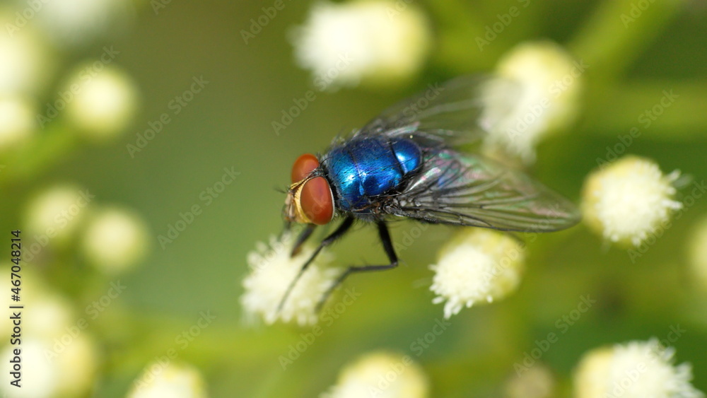 Close up of a blue blowfly on a cluster of white wildflowers in Cotacachi, Ecuador Close up of a blue blowfly on a cluster of white wildflowers in Cotacachi, Ecuador