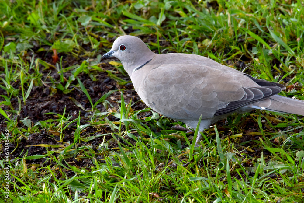 Morning Dove in Grass 12