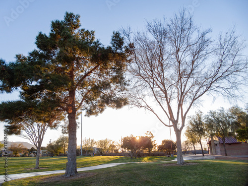 Tree landscape of the Hayley Hendricks Park