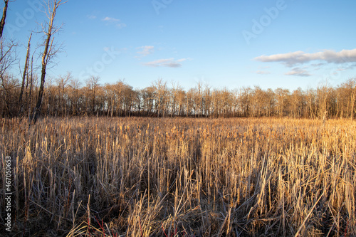 A marsh in Moosomin, Saskatchewan on a spring evening