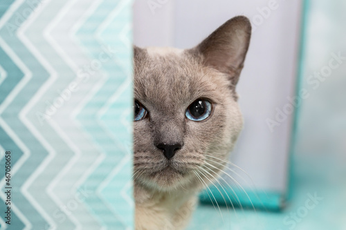 Thoroughbred Thai cat with blue eyes peeks out from behind a box