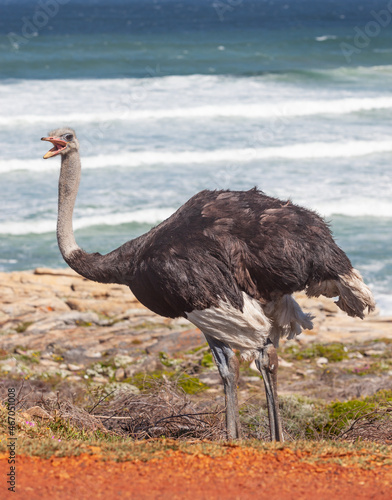 An Ostrich in Table Mountain National Park