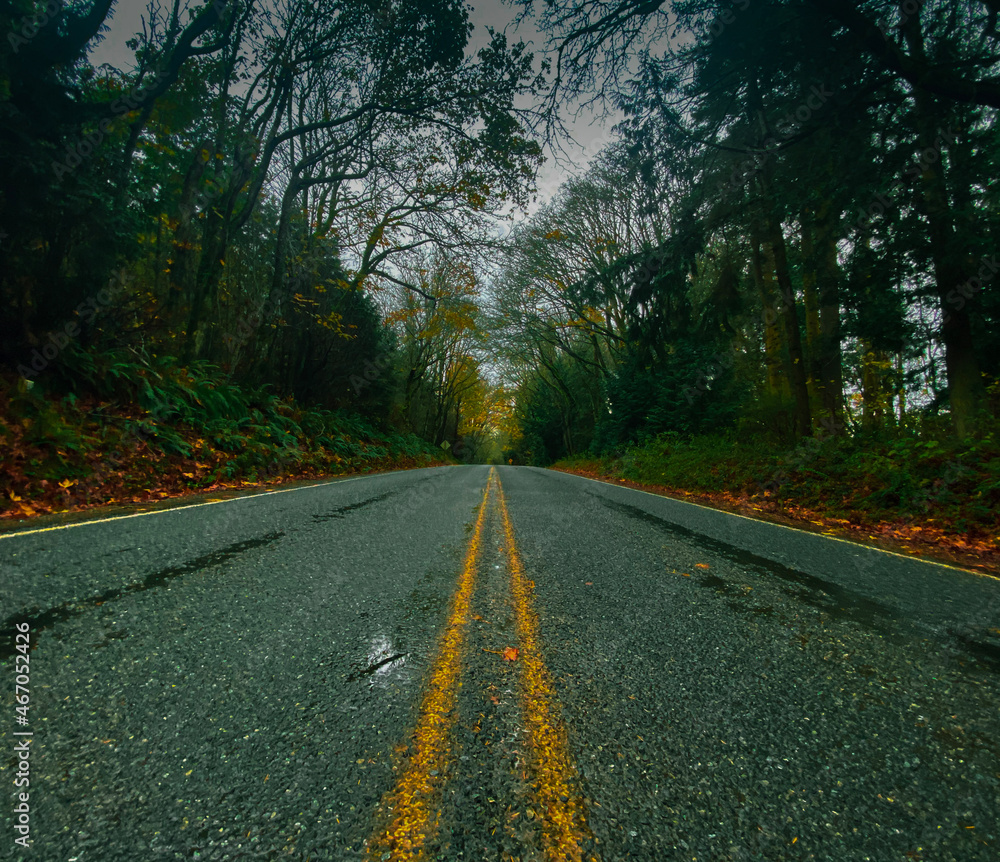 Fototapeta premium road in autumn forest